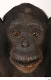  Chimpanzee Bonobo face head 0001.jpg